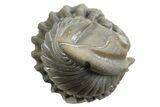 Wide Enrolled Flexicalymene Trilobite - Mt Orab, Ohio #329741-1